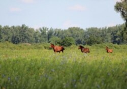 Жайық өзені жағасында жайылып жүрген жылқы. Үлкен Шаған ауылы, Батыс Қазақстан облысы. 10 маусым 2017 жыл.