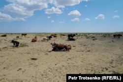 Бүгінде сиыр жайылатын бұл жер бір кезде теңіз табаны болған. Қызылорда облысы, 3 шілде, 2024 жыл.