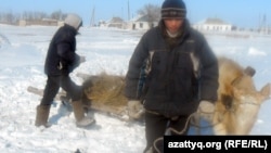 Өгіз жегіп, қамыс шабуға кетіп бара жатқан Белқопа ауылының тұрғыны. Ақтөбе облысы, Белқопа ауылы,19 ақпан 2012 жыл.