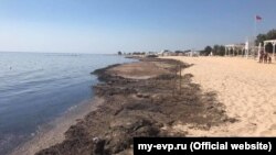 Морские водоросли на пляже Евпатории